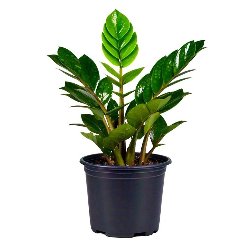 ZZ Plant in 5 inch Pot