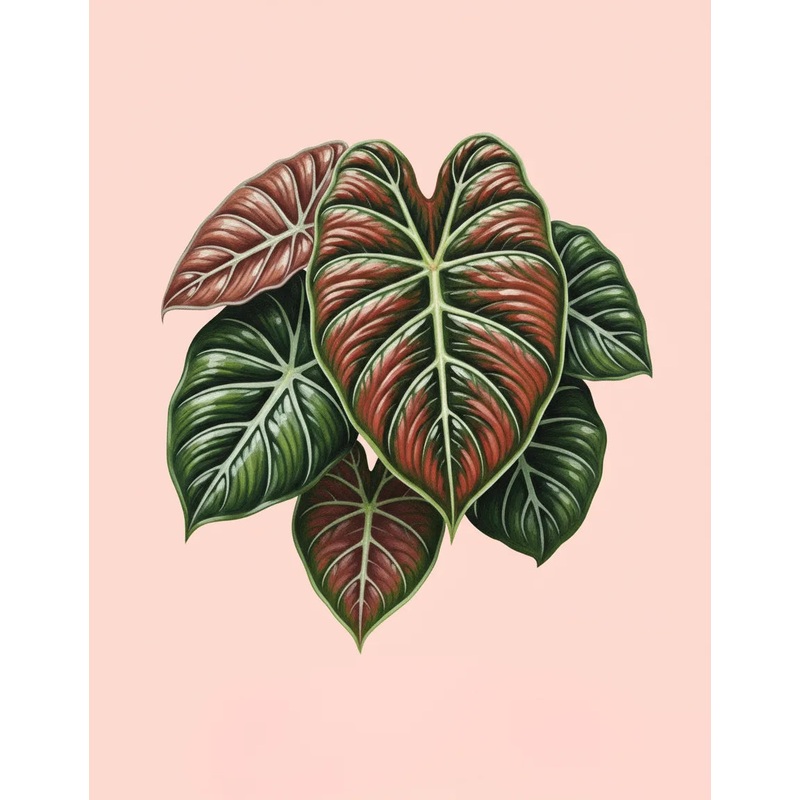 Alocasia Cuprea