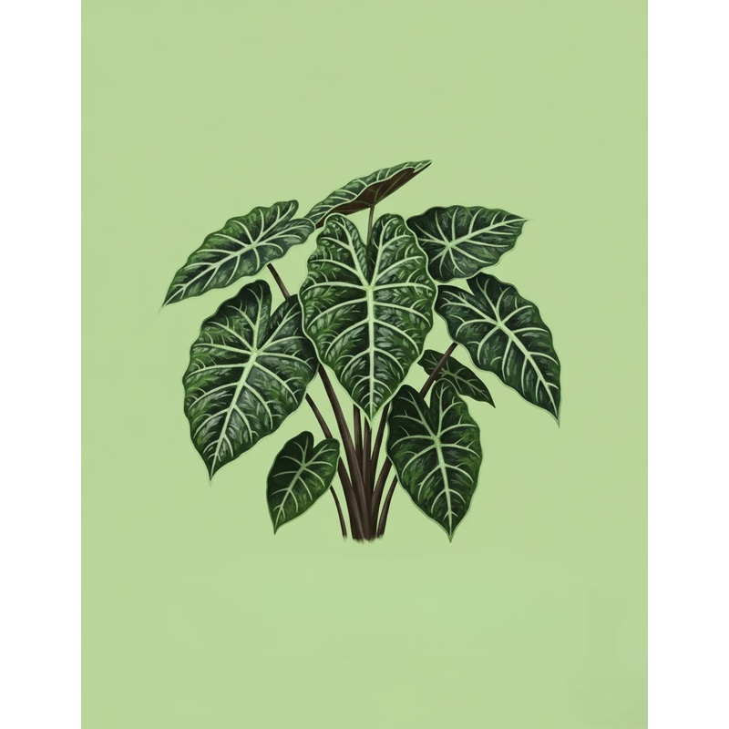 Alocasia Dragon Scale