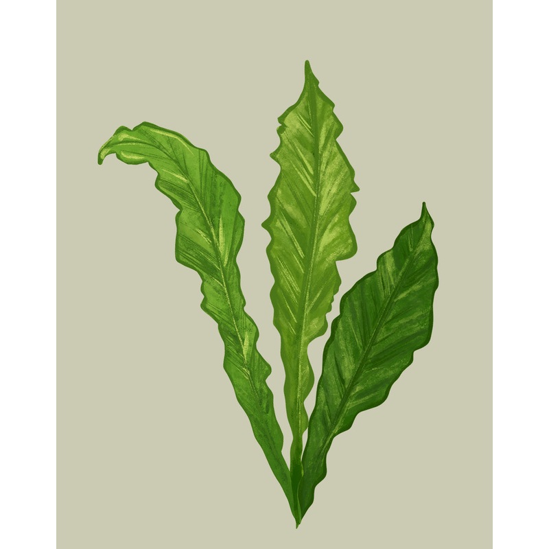 Birds Nest Fern
