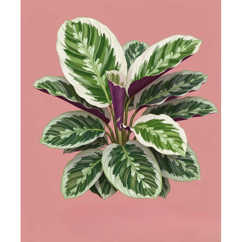 Calathea White Fusion