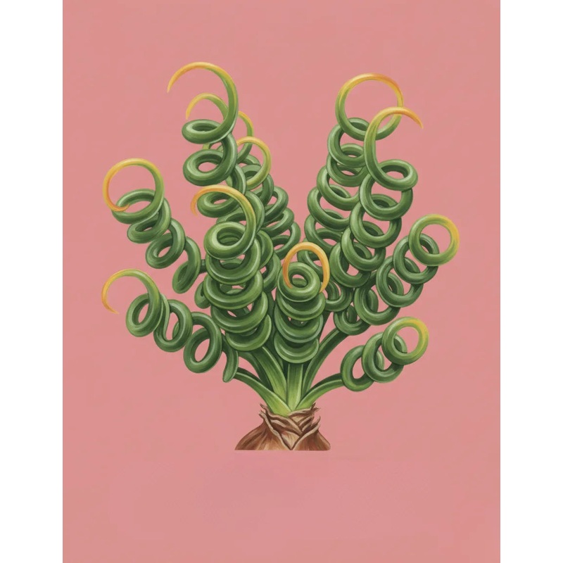 Corkscrew Albuca