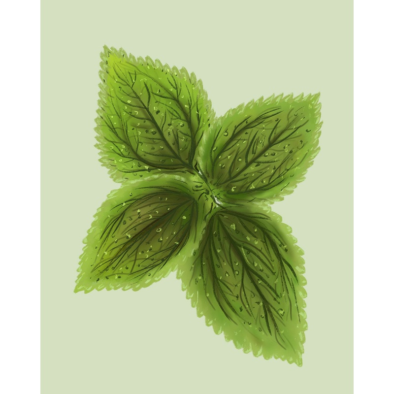 Friendship Plant