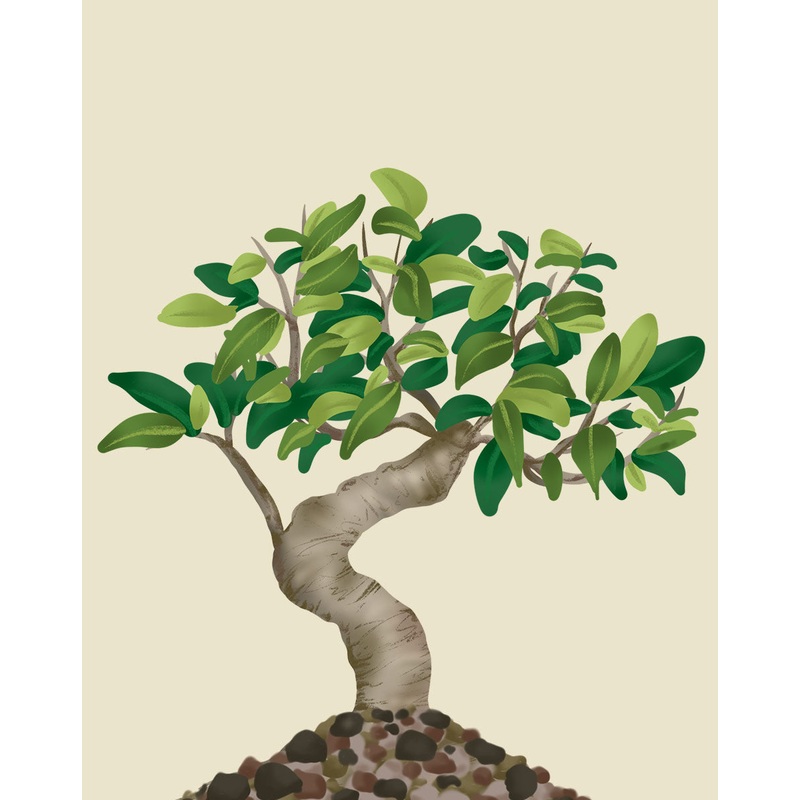 Indoor Bonsai