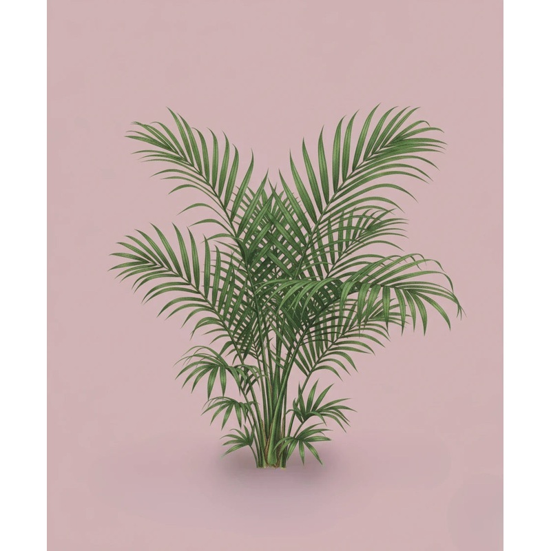 Kentia Palm