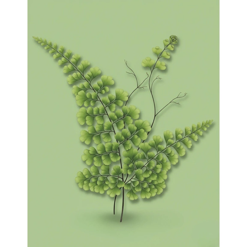 Maidenhair Fern