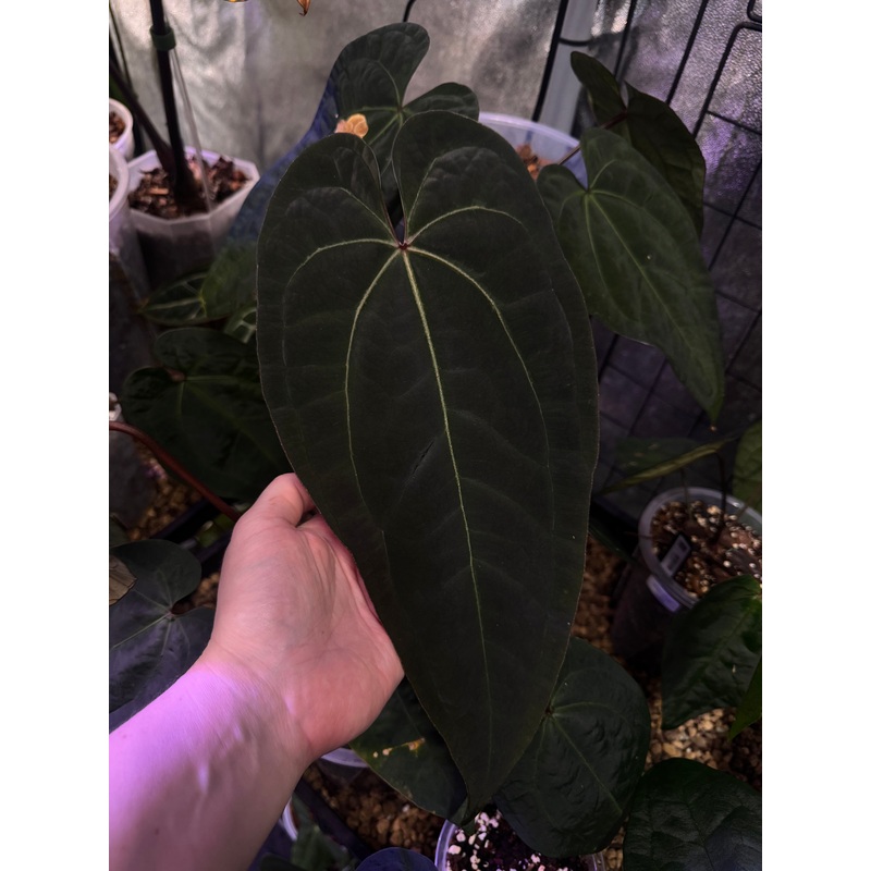 NFS: Anthurium Ace of Spades F1 (SKG) #1