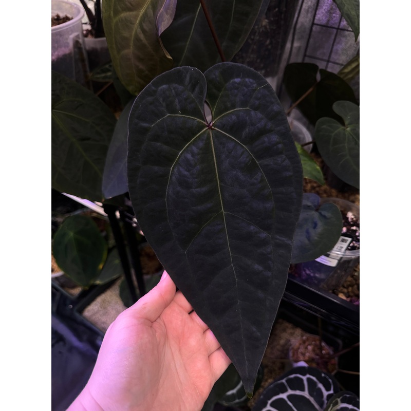 NFS: Anthurium Ace of Spades (SKG)
