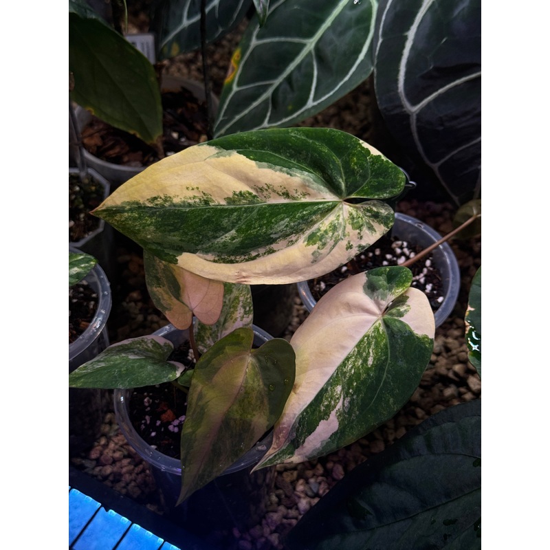 NFS: Anthurium Ace of Spades Variegata