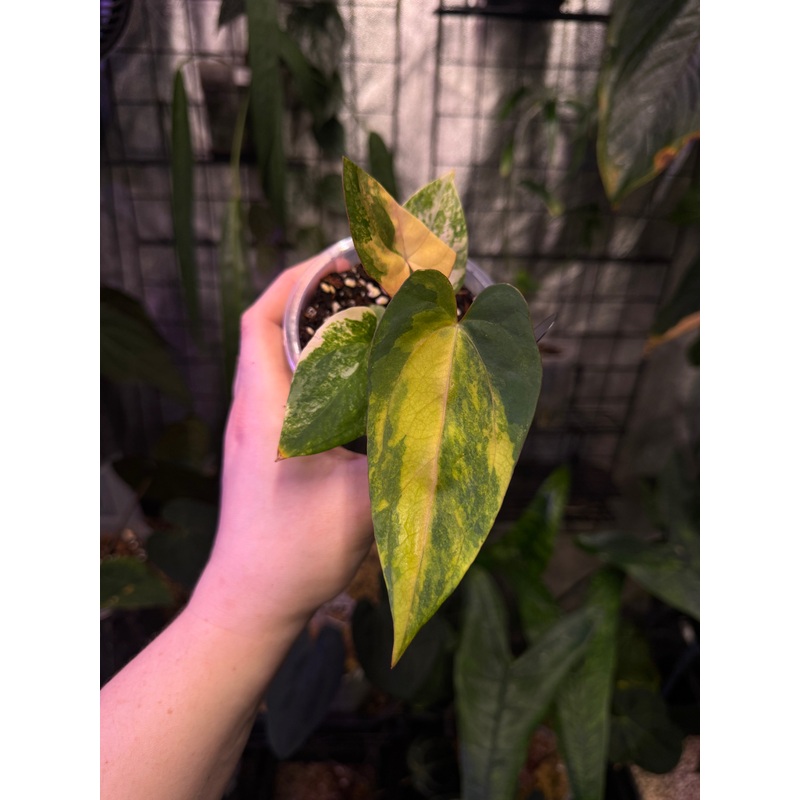 NFS: Anthurium Ace of Spades x Indo Portillae Variegata