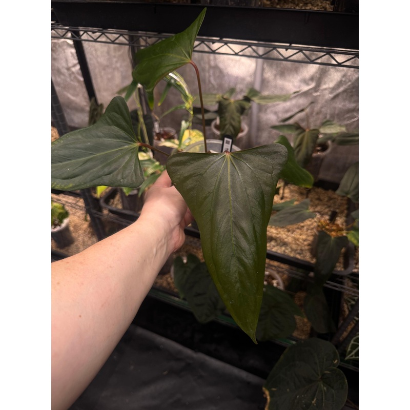 NFS: Anthurium Black Sweet #2