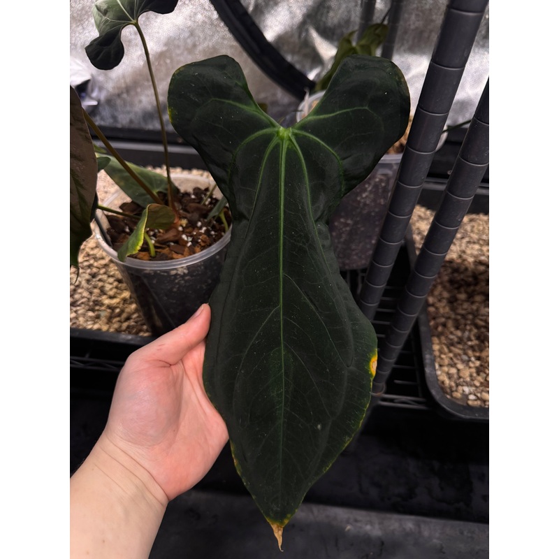 NFS: Anthurium Blue Papillilaminum x Fort Sherman