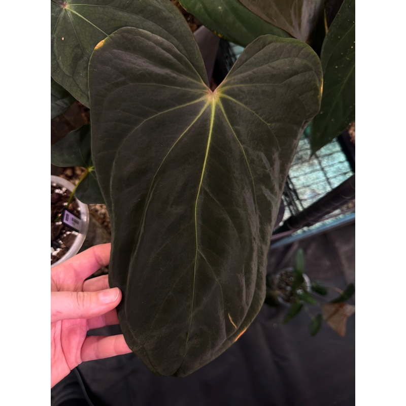 NFS: Anthurium BVEP ‘Oliver’ x self