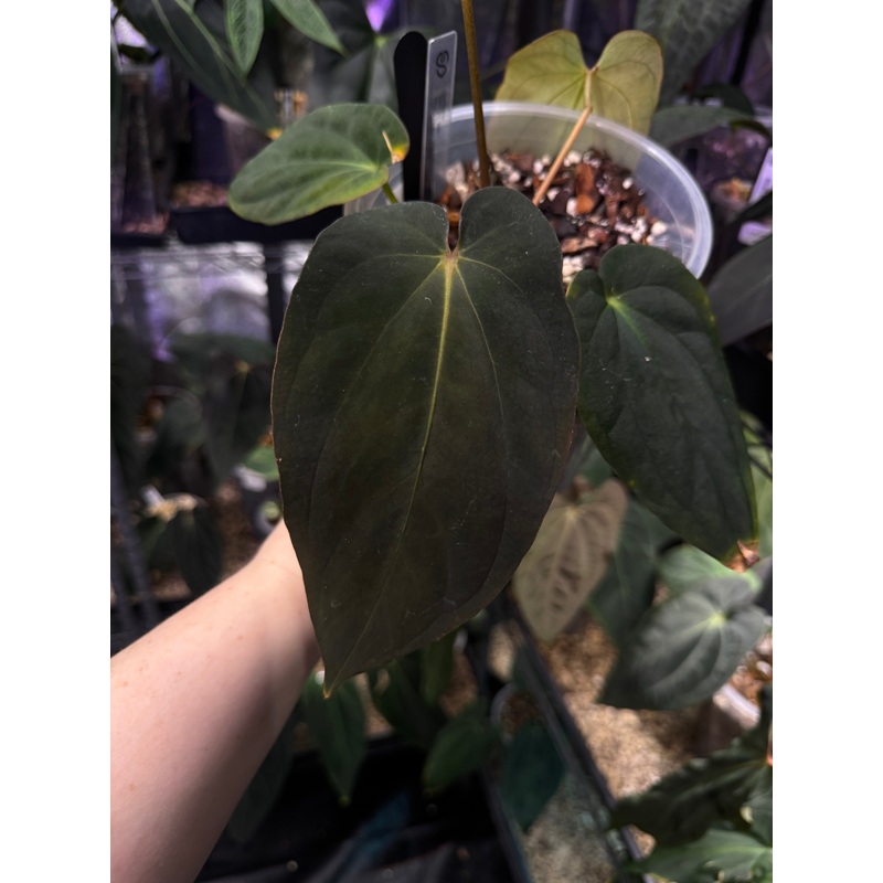 NFS: Anthurium BVEP Round x Felix #2