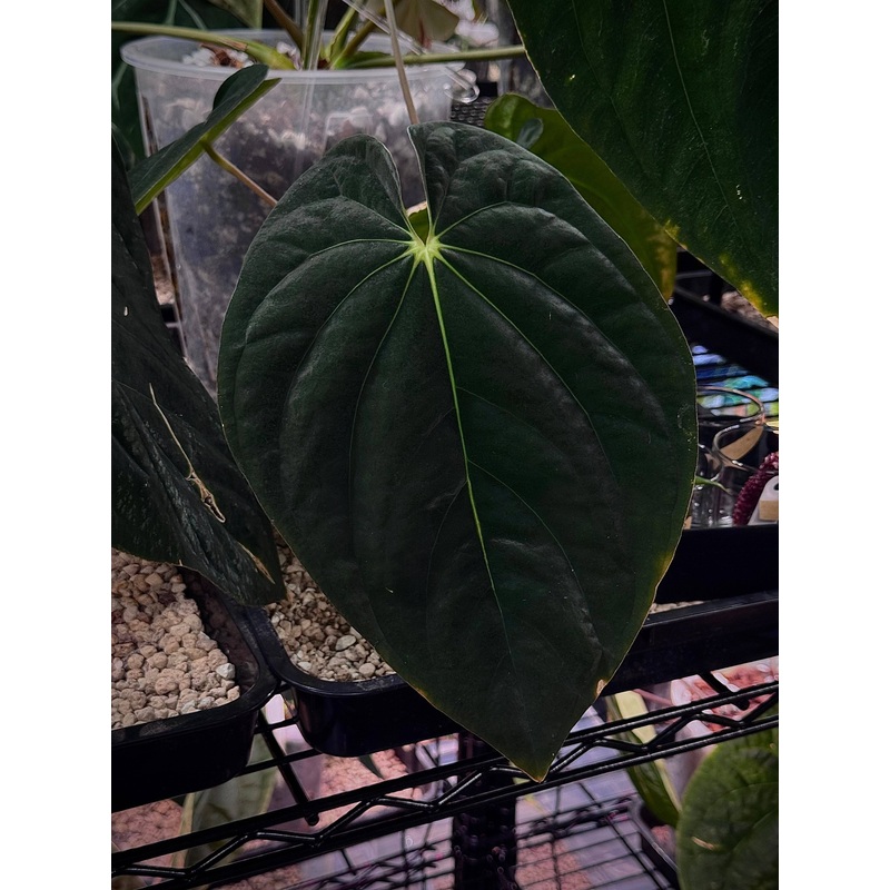 NFS: Anthurium BVEP (Scott) #2