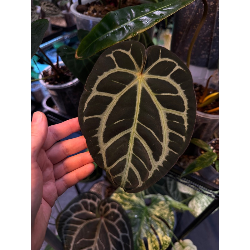 NFS: Anthurium Carlablackiae