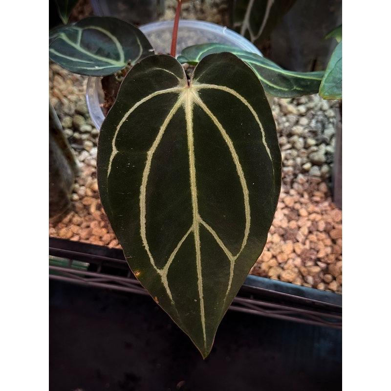 NFS: Anthurium Carlablackiae RA4 x PM1