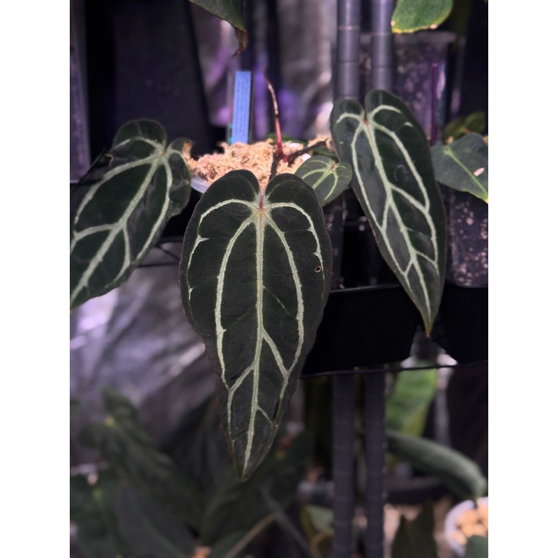 NFS: Anthurium Carlablackiae Round x GPH-001 #2