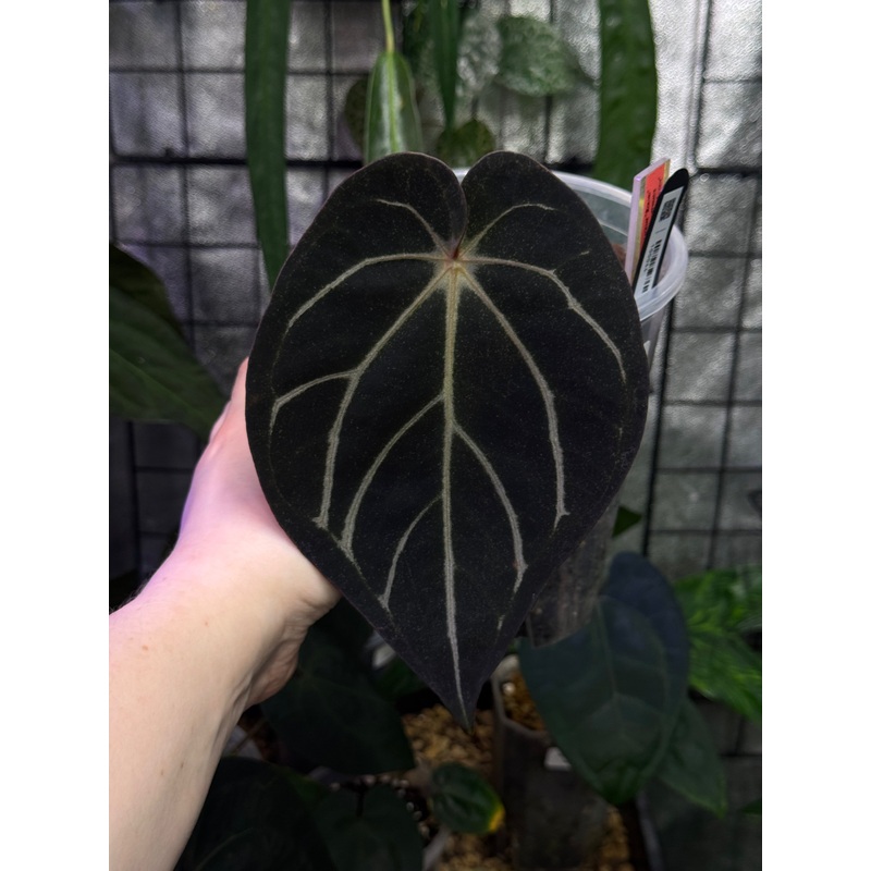 NFS: Anthurium Carlablackiae Round x GPH-001 #3