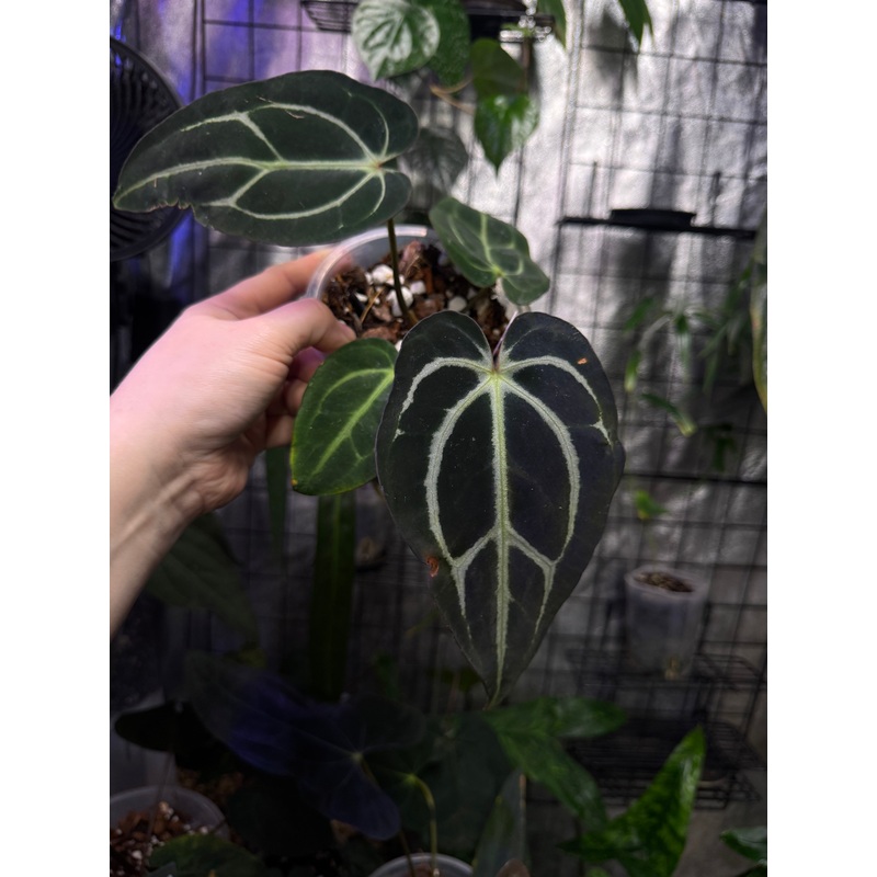 NFS: Anthurium Carlablackiae WU2 x self #1