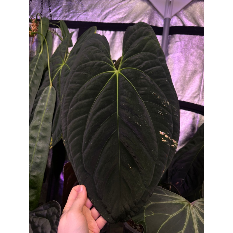NFS: Anthurium Dark Phoenix #1