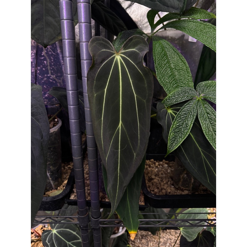 NFS: Anthurium DocBlock Black Widow ’13’ x ’43’