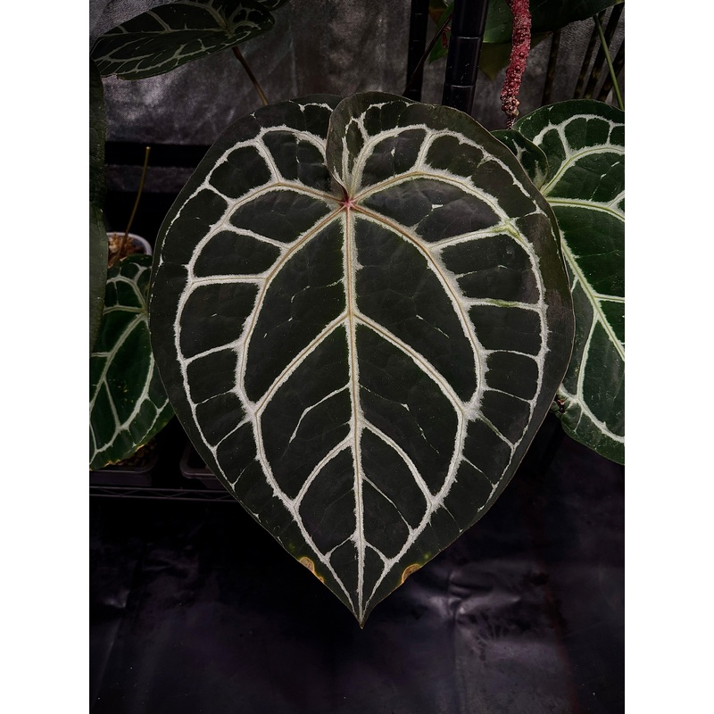 NFS: Anthurium DocBlock Michelle #1
