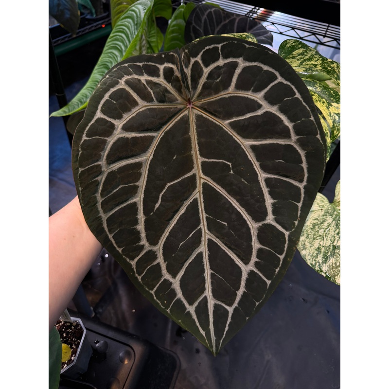 NFS: Anthurium DocBlock Michelle #2