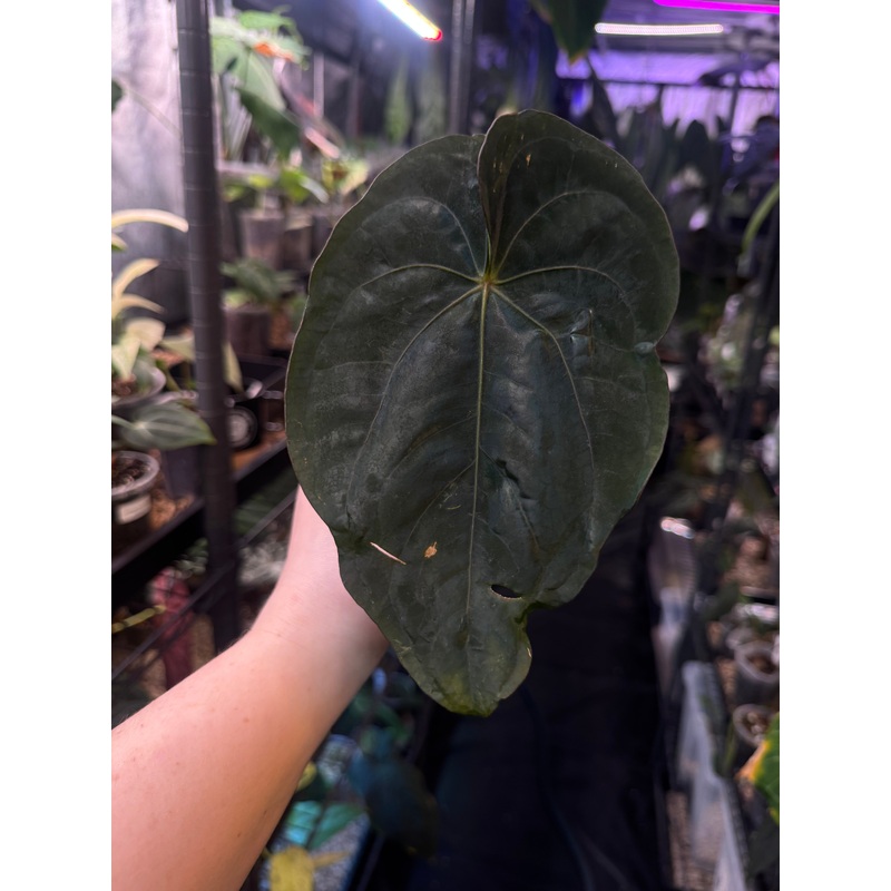 NFS: Anthurium Dressleri RG #2 clone x Windy