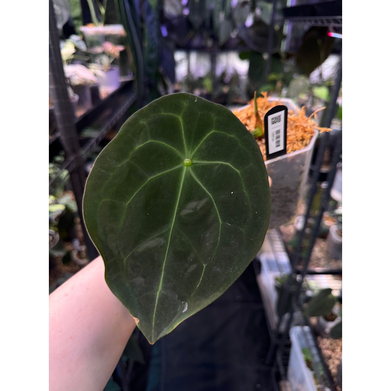 NFS: Anthurium Forgetii Dark Form #3
