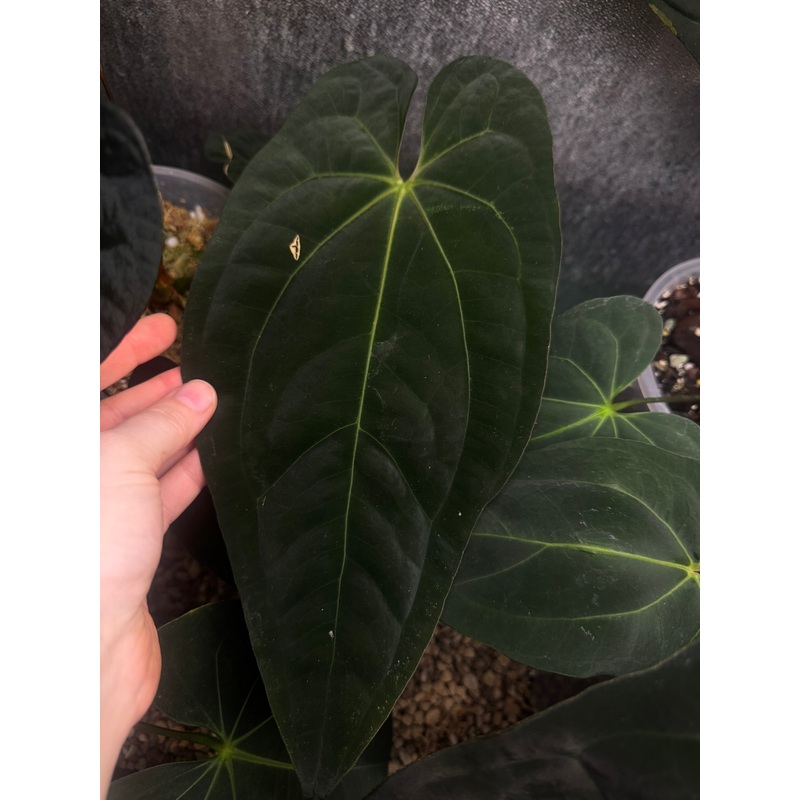 NFS: Anthurium Fort Sherman x Ace of Spades (Kunzo)