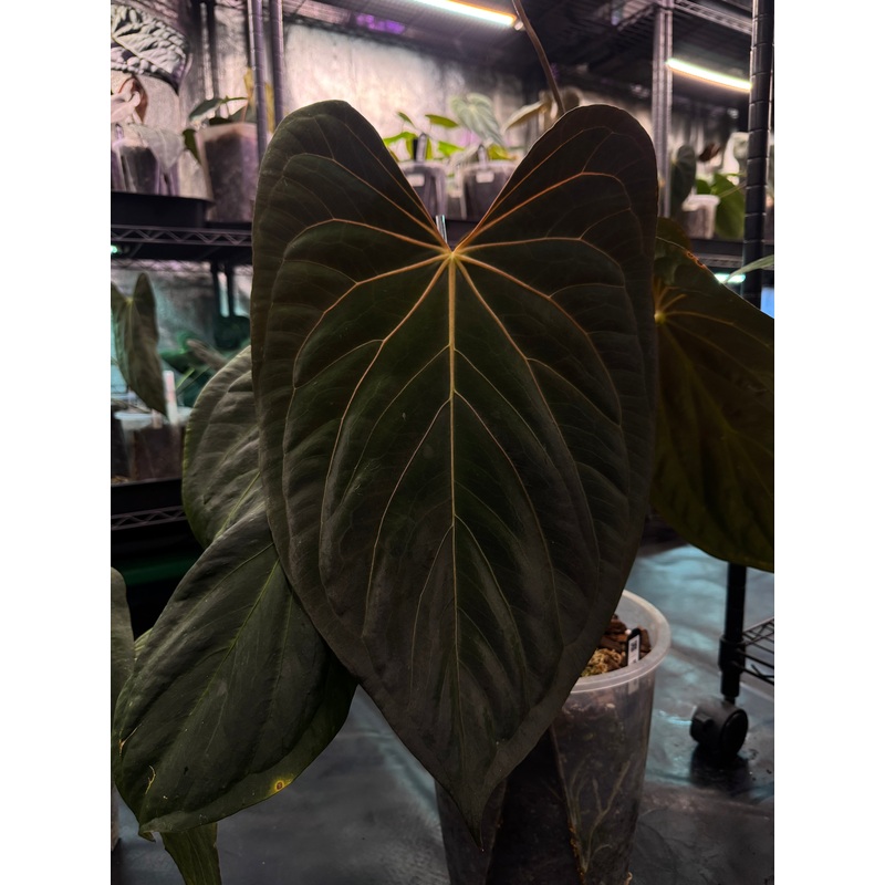 NFS: Anthurium Fort Sherman x self