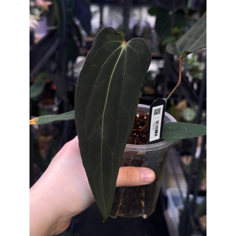 NFS: Anthurium (Fort Sherman x self) x (Carlablackiae x Papillilaminum)
