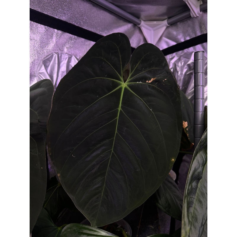 NFS: Anthurium Goliath #1|Top cutting|Bottom cutting