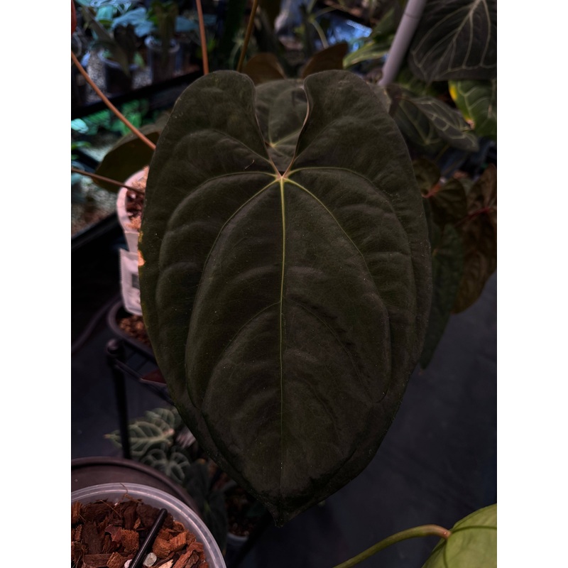 NFS: Anthurium Goliath x Dark Phoenix