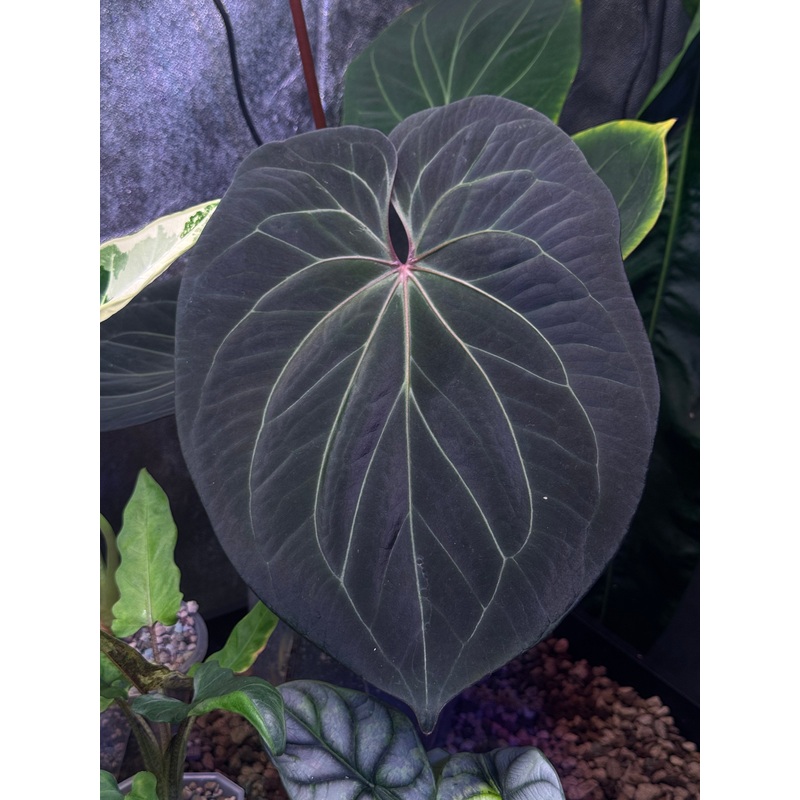 NFS: Anthurium HU