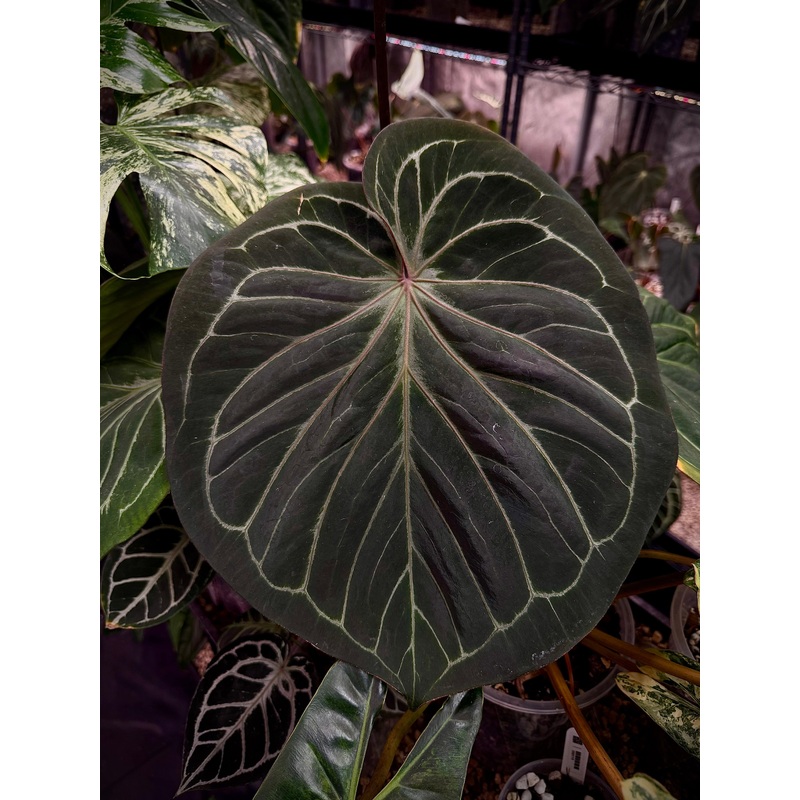 NFS: Anthurium HU Round #1|Parent Plant (NFS)|Cutting
