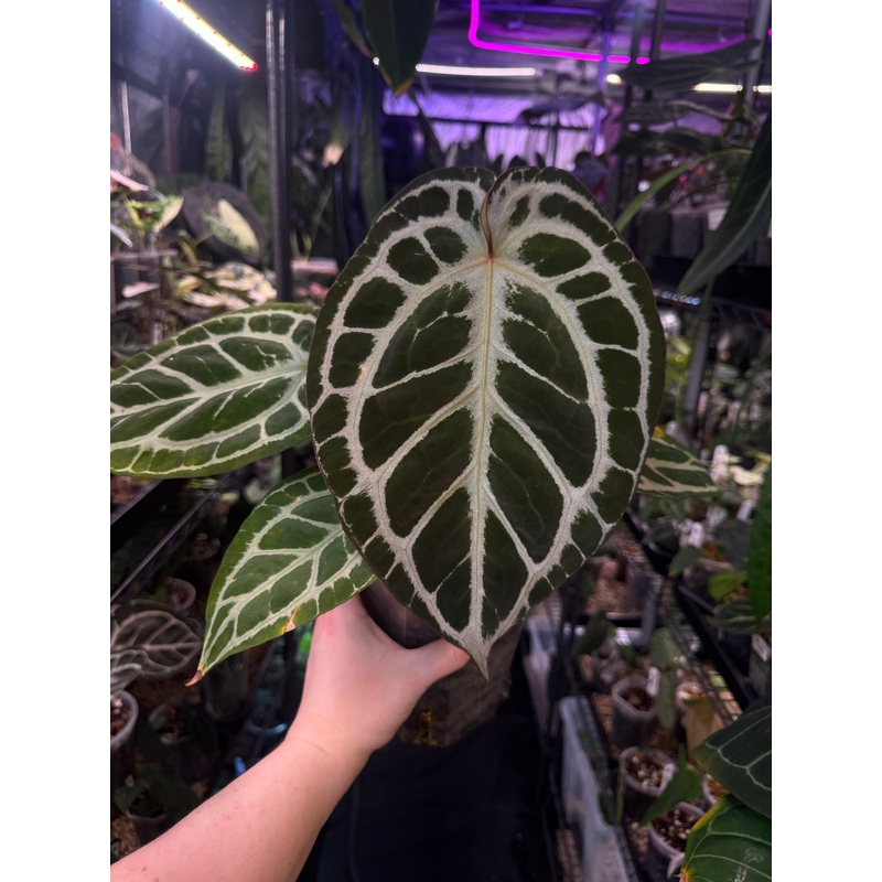 NFS: Anthurium HU x Red Crystallinum
