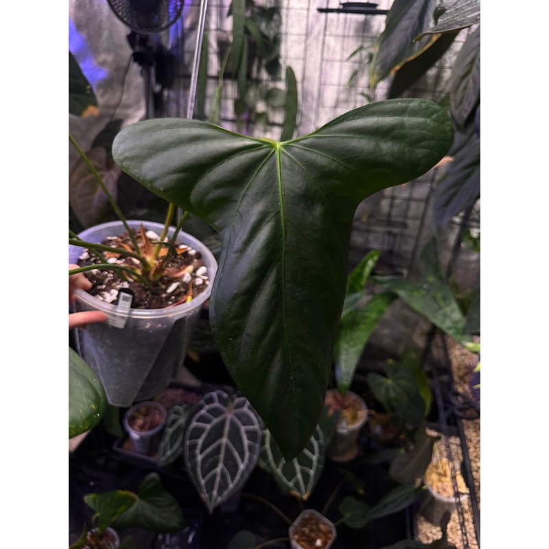 NFS: Anthurium Indo Portillae