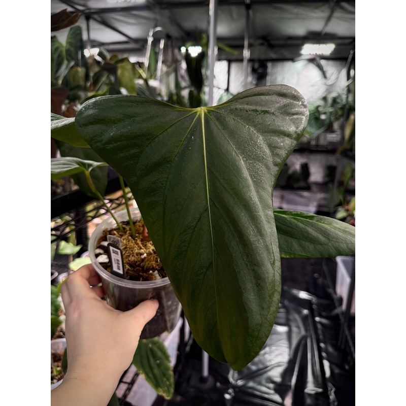 NFS: Anthurium Indo Portillae DF x self