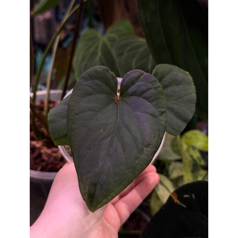 NFS: Anthurium Kunayalense PM5 x RA5