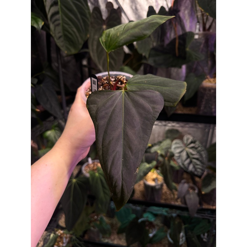 NFS: Anthurium Mr. Worldwide #2