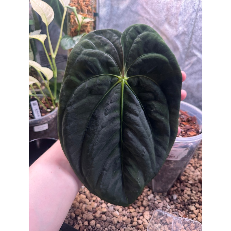 NFS: Anthurium Papillilaminum RA5 x ‘Swamp Bunny’