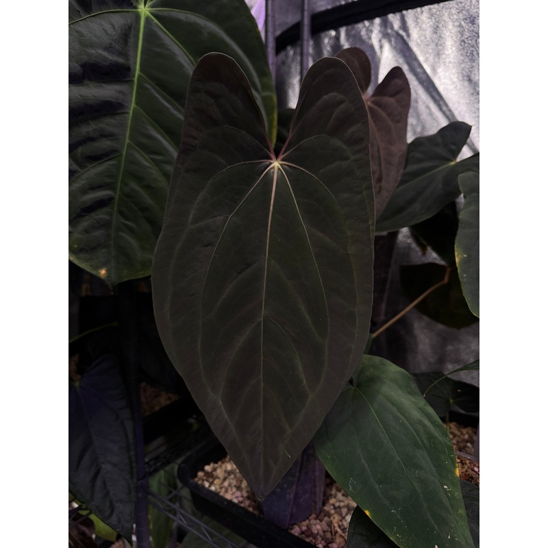 NFS: Anthurium Papillilaminum WU1 x BVEP ‘Oliver’
