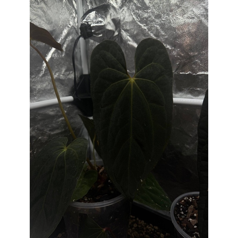 NFS: Anthurium Papillilaminum XOne #1