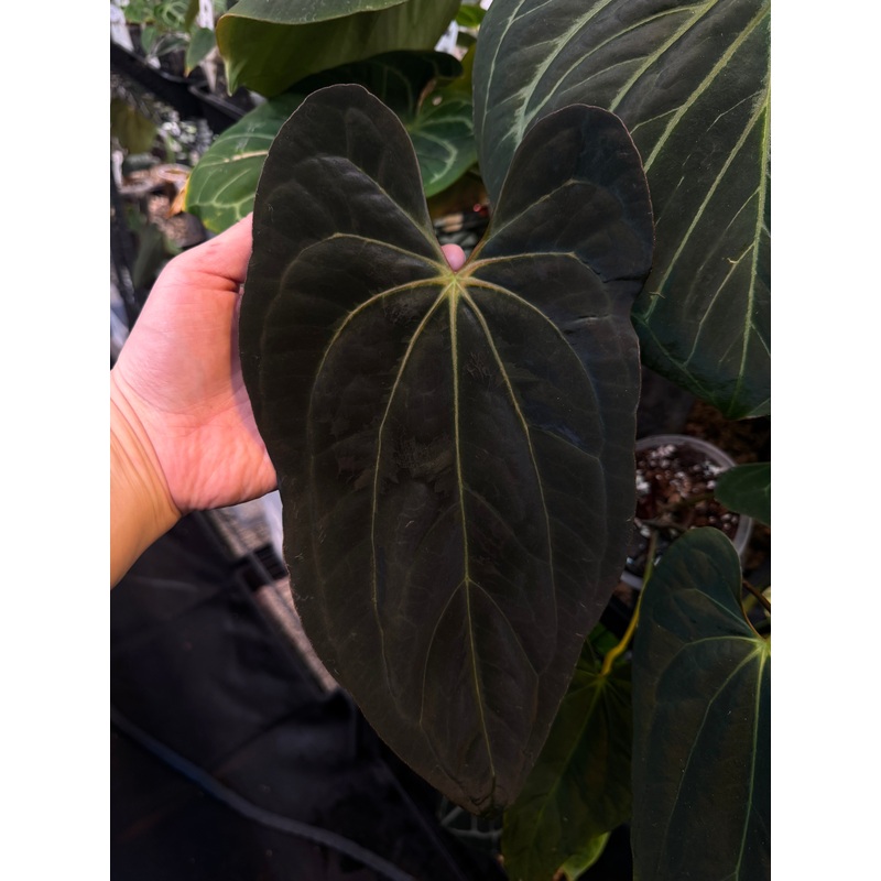 NFS: Anthurium Papillilaminum XOne