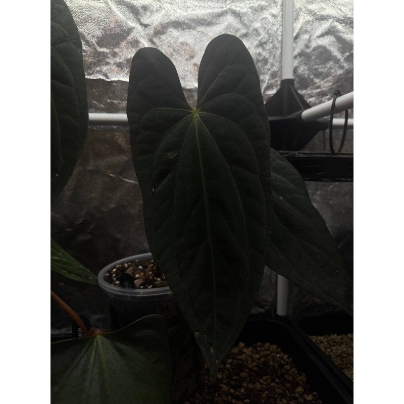 NFS: Anthurium Papillilaminum XOne #2
