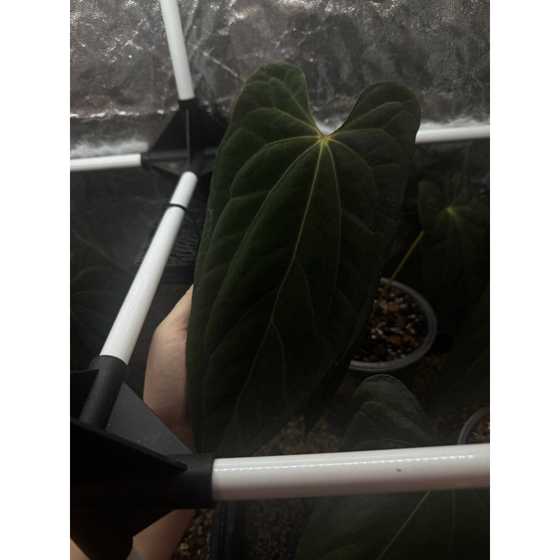 NFS: Anthurium Papillilaminum XOne #3