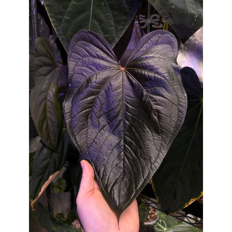 NFS: Anthurium Queen of Hearts