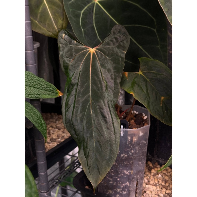 NFS: Anthurium Ralph Lynam x self